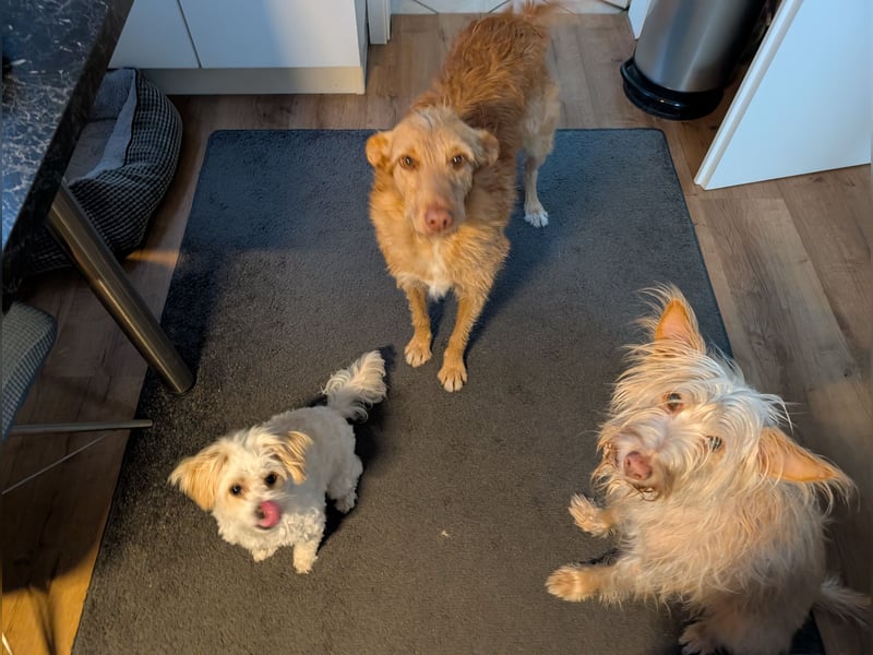 Zuma, liebevolle Podenca sucht ihre Menschen