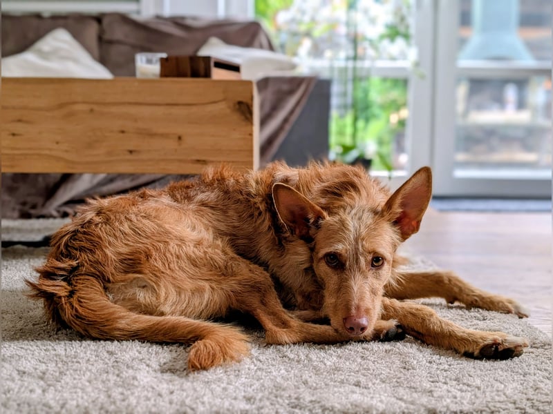 Zuma, liebevolle Podenca sucht ihre Menschen