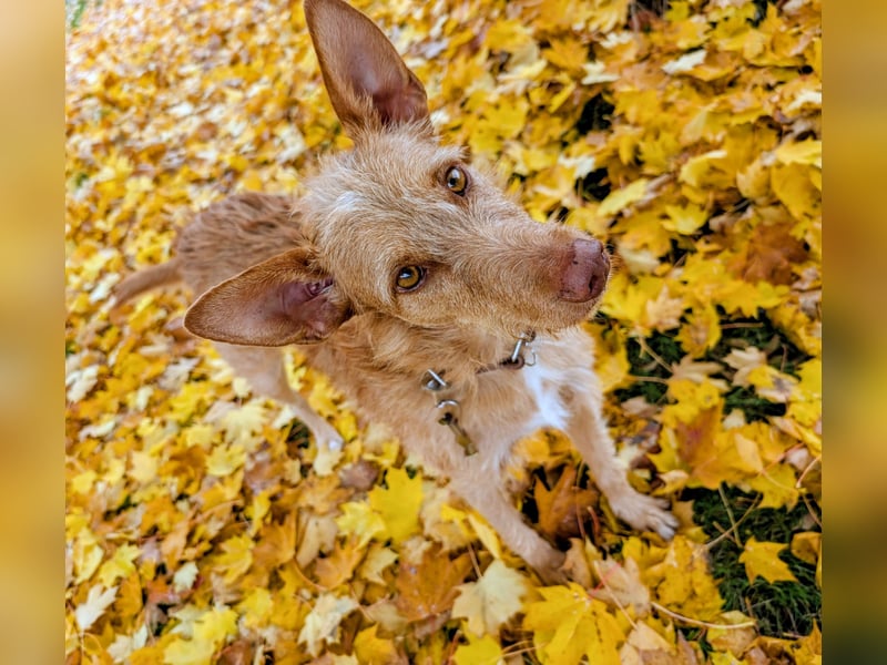 Zuma, liebevolle Podenca sucht ihre Menschen