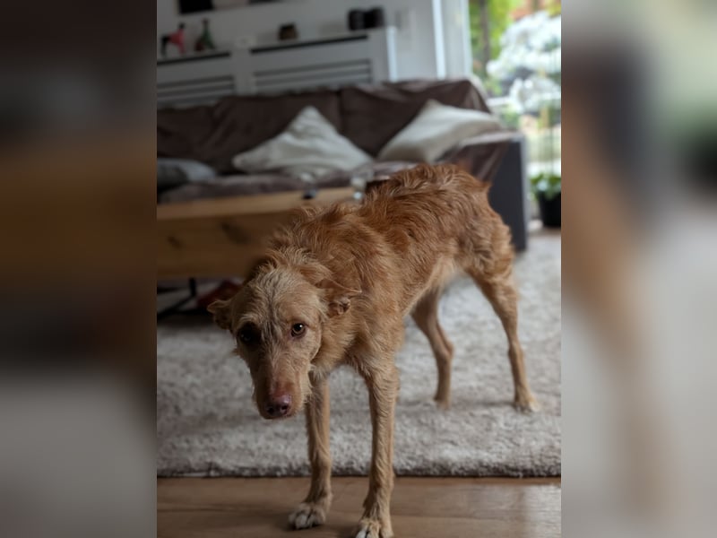 Zuma, liebevolle Podenca sucht ihre Menschen