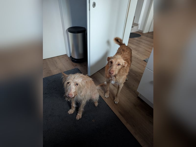 Zuma, liebevolle Podenca sucht ihre Menschen