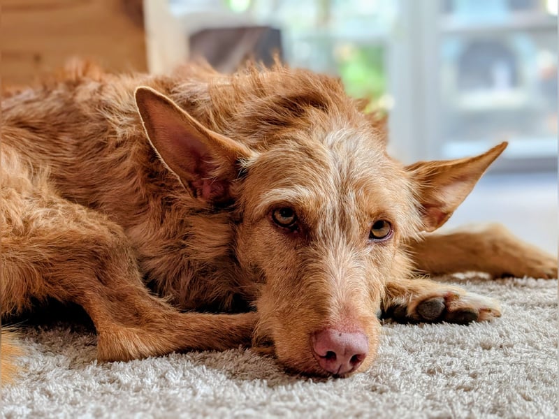 Zuma, liebevolle Podenca sucht ihre Menschen