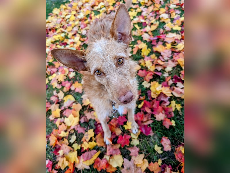 Zuma, liebevolle Podenca sucht ihre Menschen