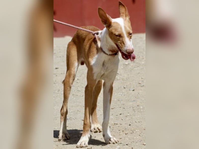 Rood, bewegungsfreudig, neugierig, freundlich