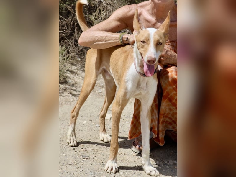 Rood, bewegungsfreudig, neugierig, freundlich