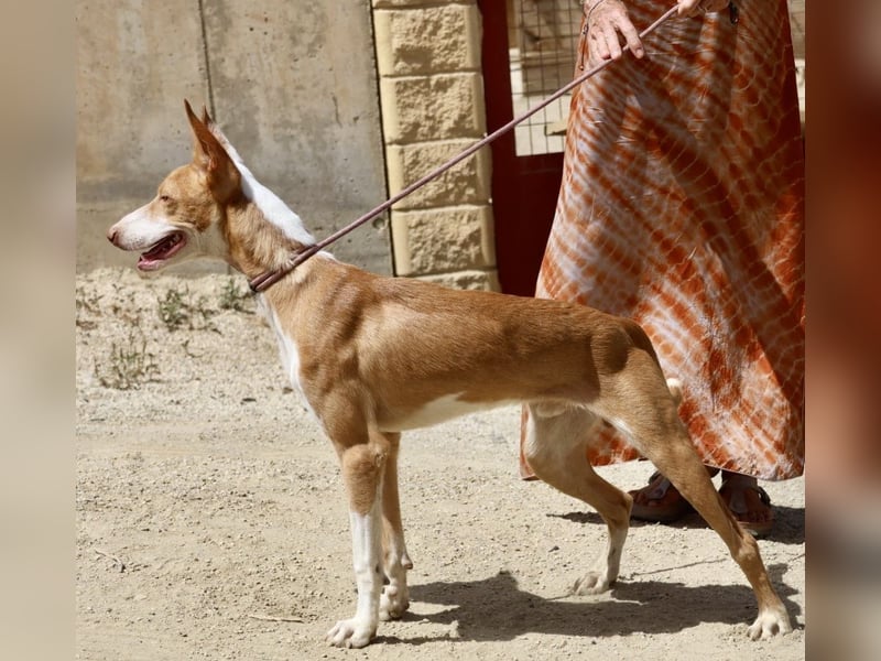 Rood, bewegungsfreudig, neugierig, freundlich