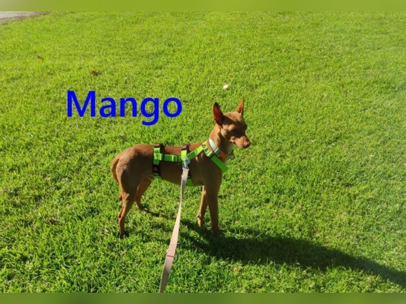 Mango geb. 07/2024 (in Deutschland) - fröhlicher und lieber Traum-Podenco sucht sein Glück!
