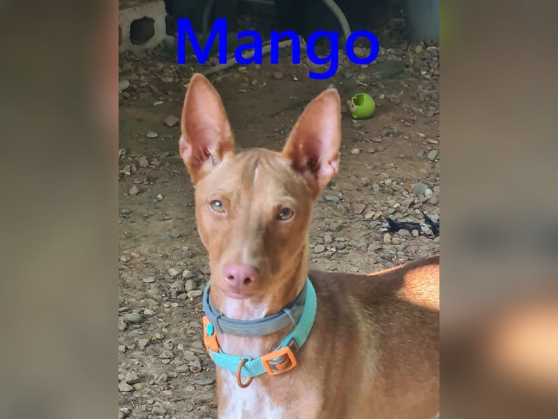 Mango geb. 07/2024 (in Deutschland) - fröhlicher und lieber Traum-Podenco sucht sein Glück!