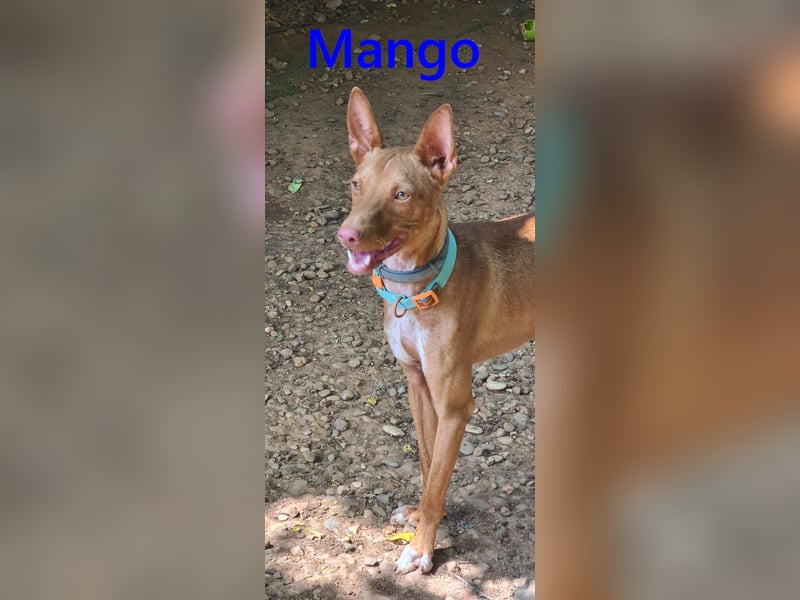 Mango geb. 07/2024 (in Deutschland) - fröhlicher und lieber Traum-Podenco sucht sein Glück!