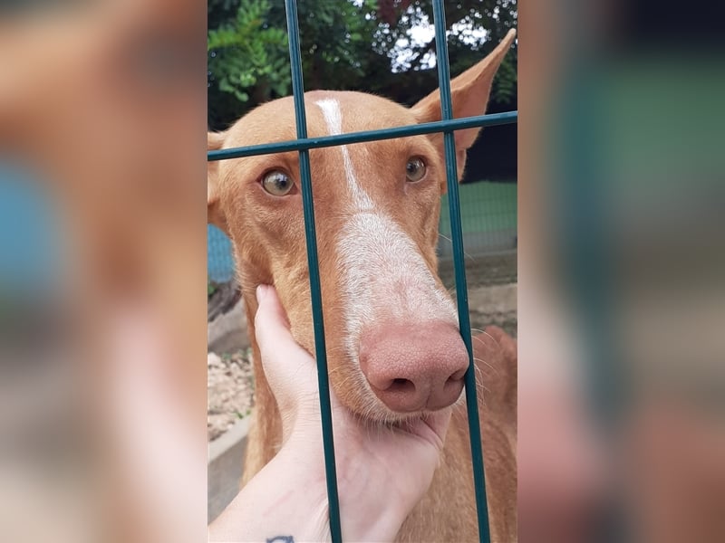 CHASIS, Freigeist sucht Podenco-Liebhaber...