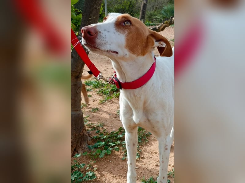 NAHORA ist eine aktive junge Podenca, die das passende Zuhause sucht