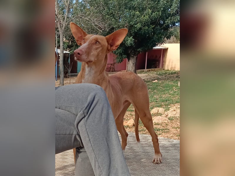 CHASIS, Freigeist sucht Podenco-Liebhaber...