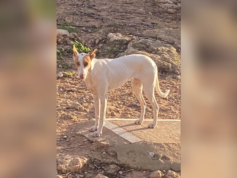 NAHORA ist eine aktive junge Podenca, die das passende Zuhause sucht