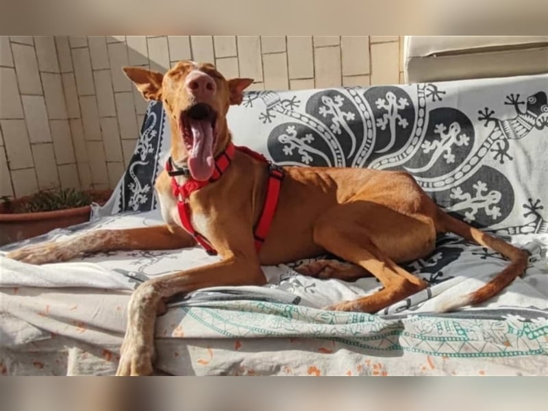 CHASIS, Freigeist sucht Podenco-Liebhaber...