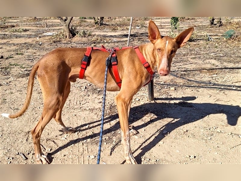 CHASIS, Freigeist sucht Podenco-Liebhaber...