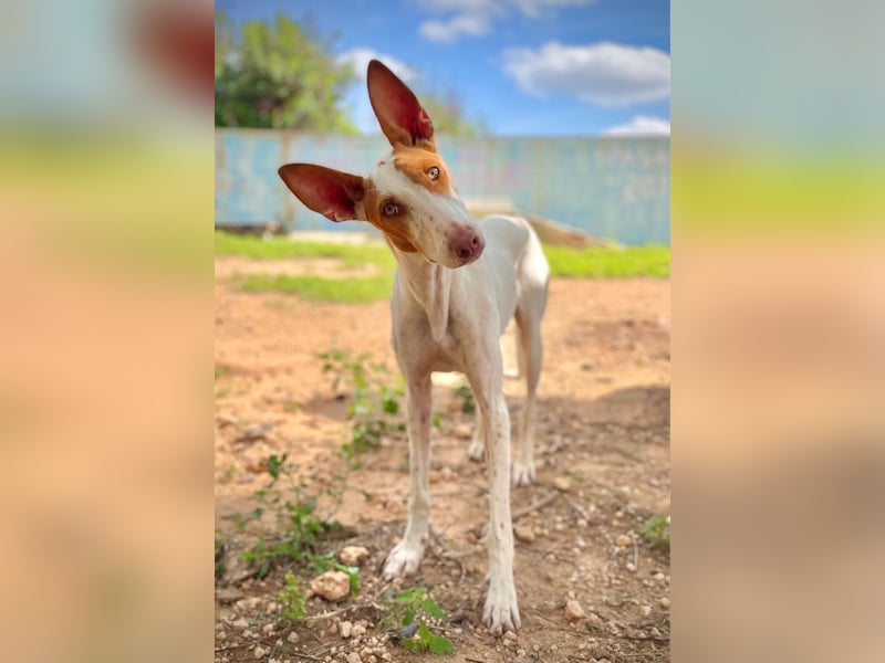 NAHORA ist eine aktive junge Podenca, die das passende Zuhause sucht