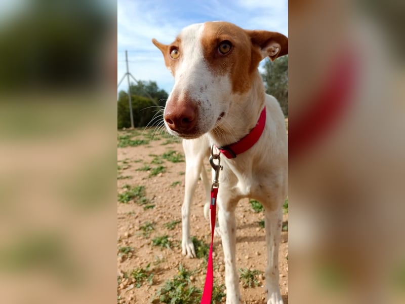 NAHORA ist eine aktive junge Podenca, die das passende Zuhause sucht