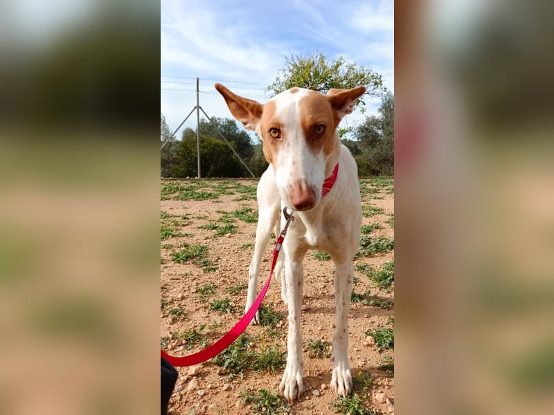 NAHORA ist eine aktive junge Podenca, die das passende Zuhause sucht