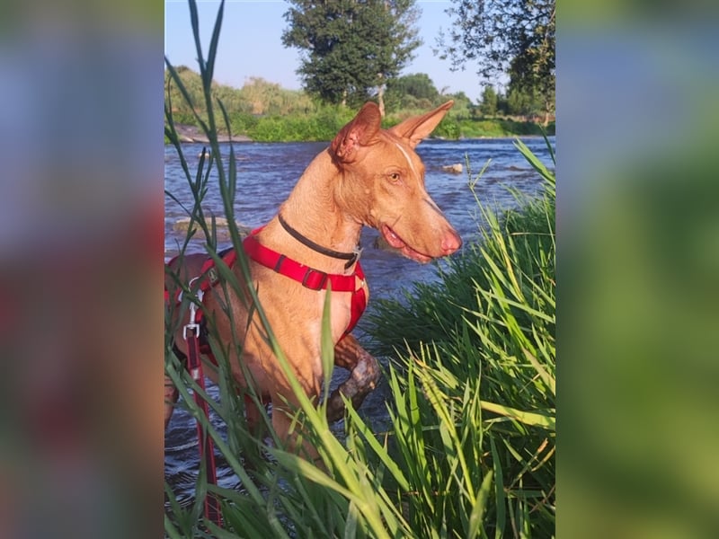 CHASIS, Freigeist sucht Podenco-Liebhaber...