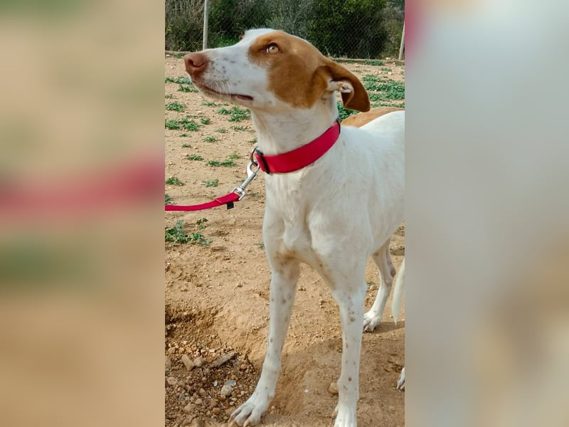 NAHORA ist eine aktive junge Podenca, die das passende Zuhause sucht