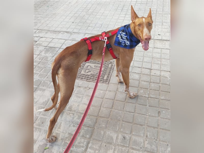 CHASIS, Freigeist sucht Podenco-Liebhaber...