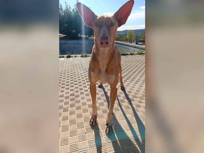 CHASIS, Freigeist sucht Podenco-Liebhaber...