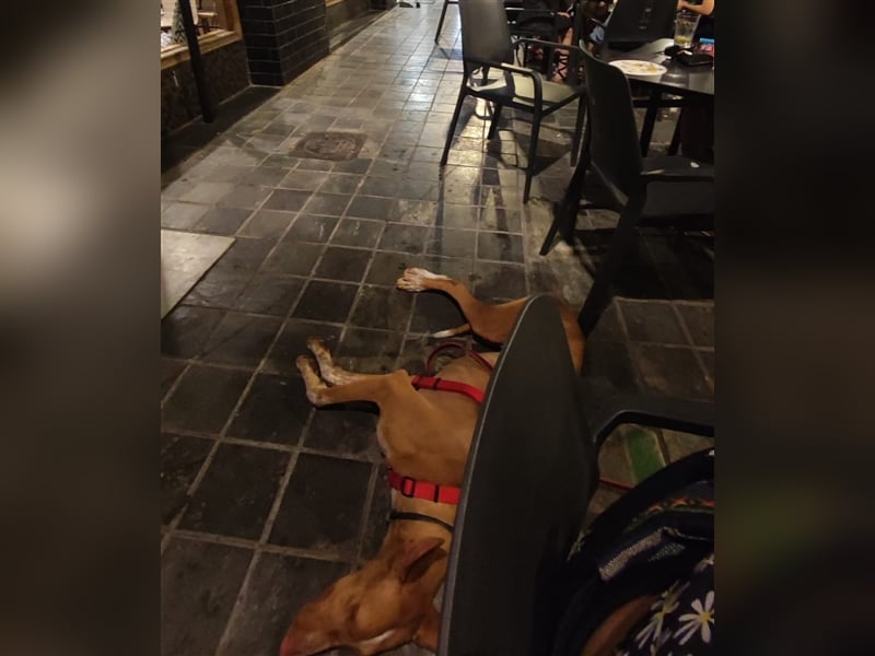 CHASIS, Freigeist sucht Podenco-Liebhaber...