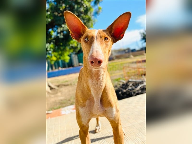 CHASIS, Freigeist sucht Podenco-Liebhaber...