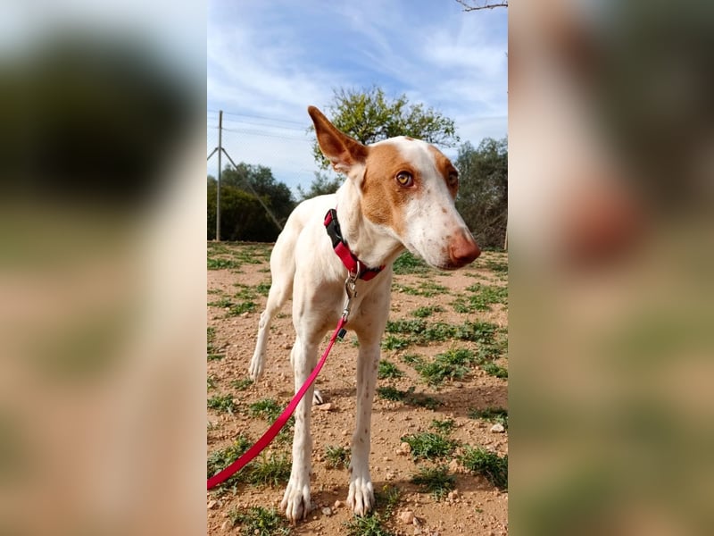 NAHORA ist eine aktive junge Podenca, die das passende Zuhause sucht