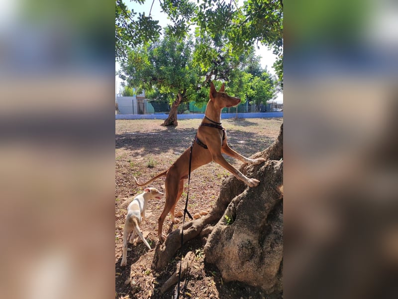 CHASIS, Freigeist sucht Podenco-Liebhaber...