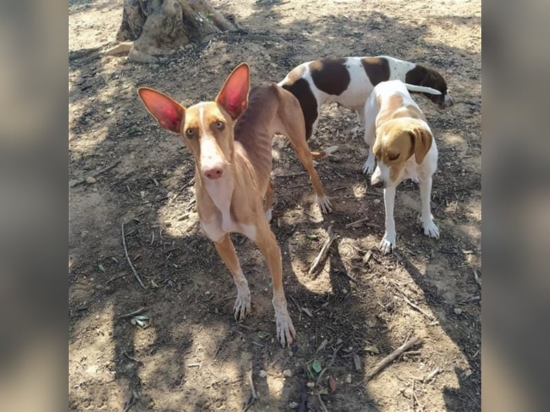 CHASIS, Freigeist sucht Podenco-Liebhaber...
