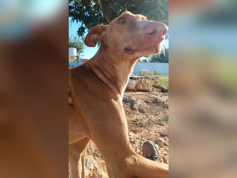 CHASIS, Freigeist sucht Podenco-Liebhaber...