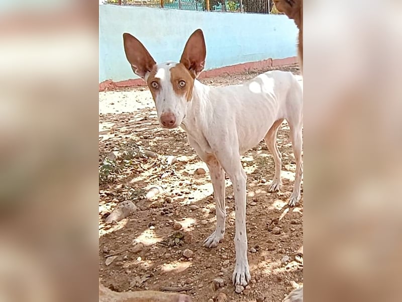 NAHORA ist eine aktive junge Podenca, die das passende Zuhause sucht