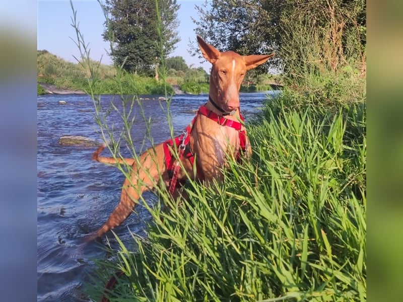 CHASIS, Freigeist sucht Podenco-Liebhaber...