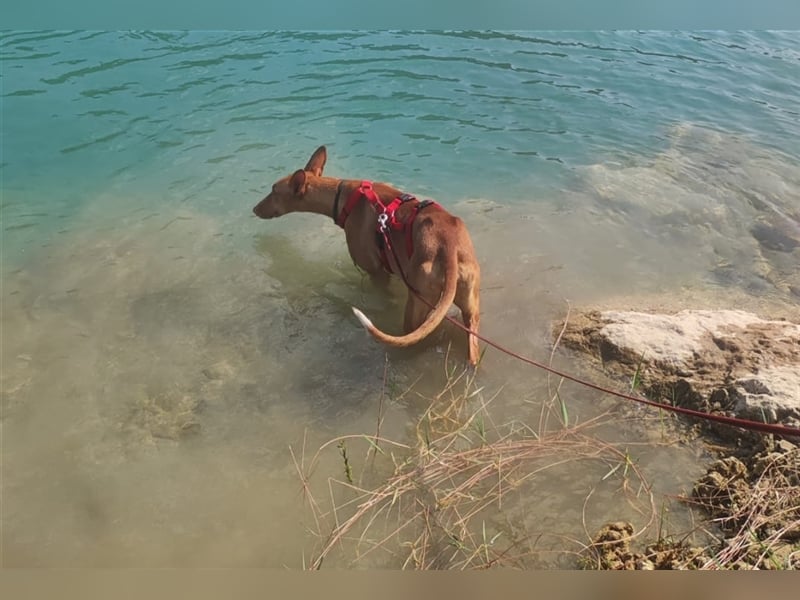 CHASIS, Freigeist sucht Podenco-Liebhaber...