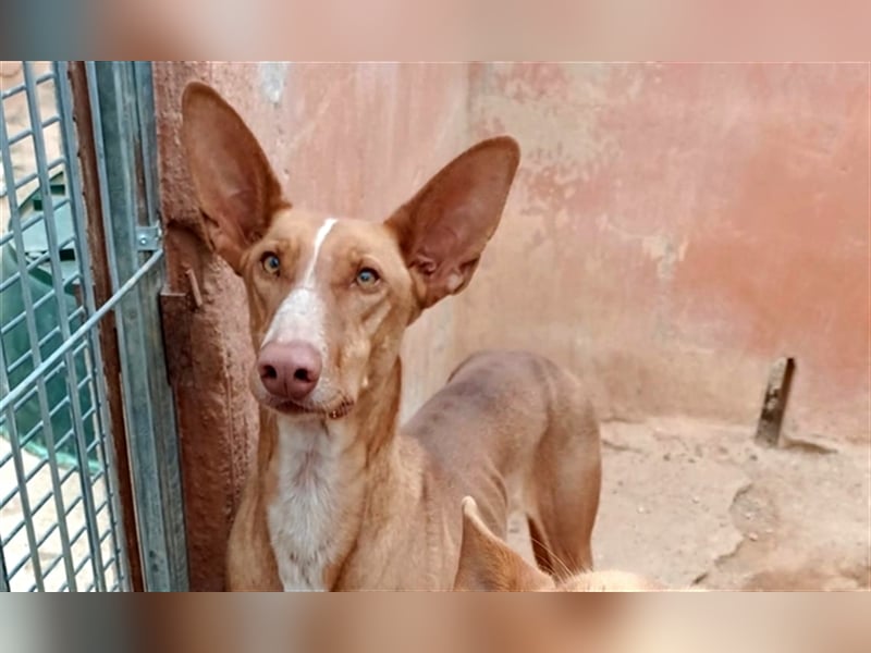 CHASIS, Freigeist sucht Podenco-Liebhaber...