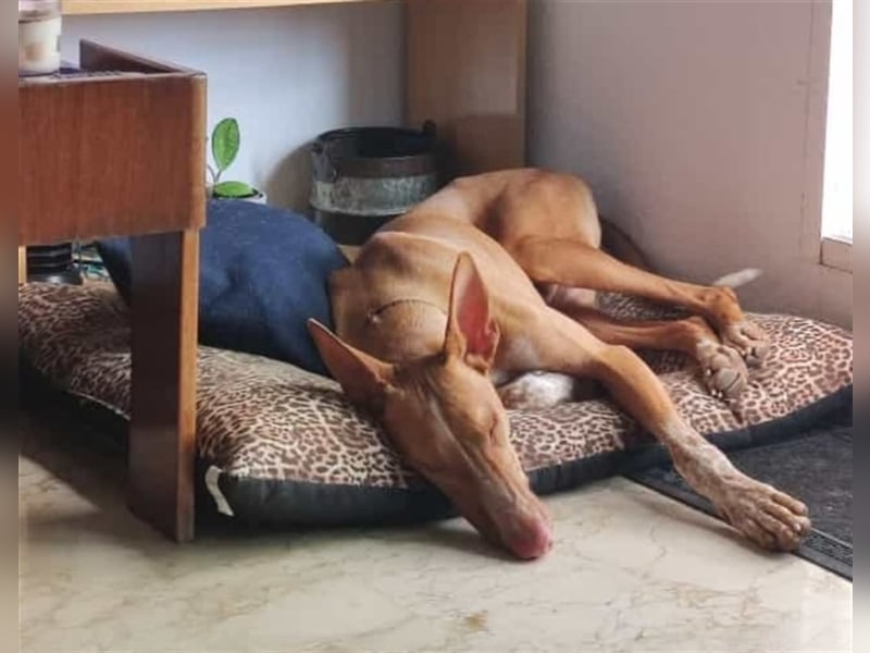 CHASIS, Freigeist sucht Podenco-Liebhaber...
