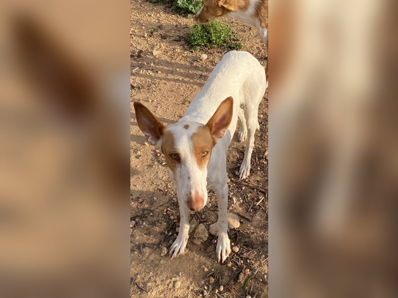 NAHORA ist eine aktive junge Podenca, die das passende Zuhause sucht