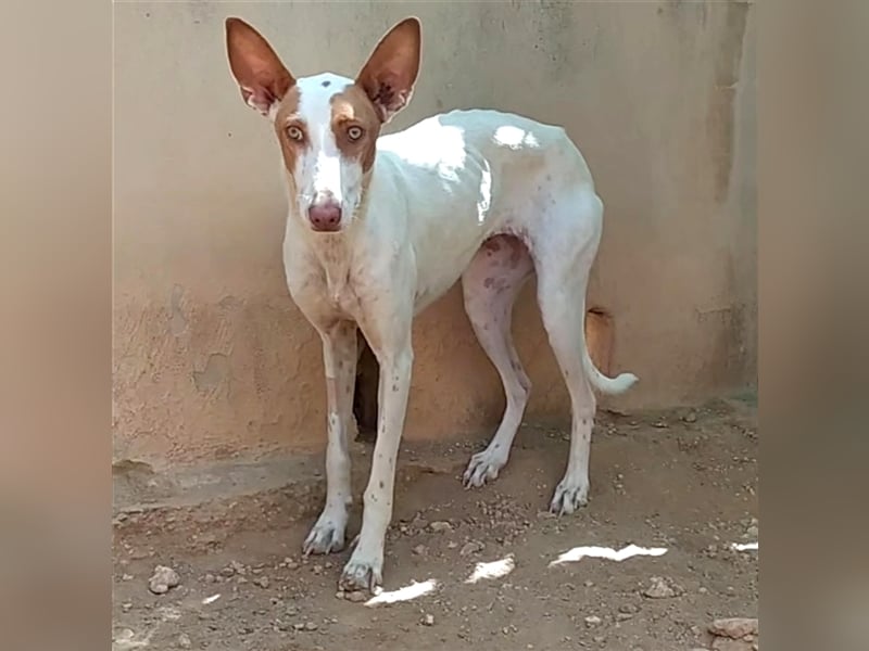 NAHORA ist eine aktive junge Podenca, die das passende Zuhause sucht