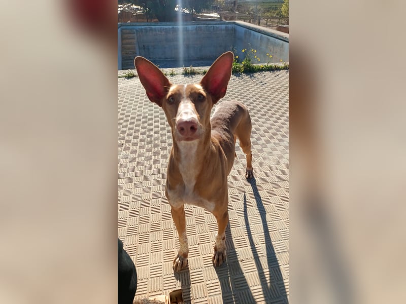 CHASIS, Freigeist sucht Podenco-Liebhaber...