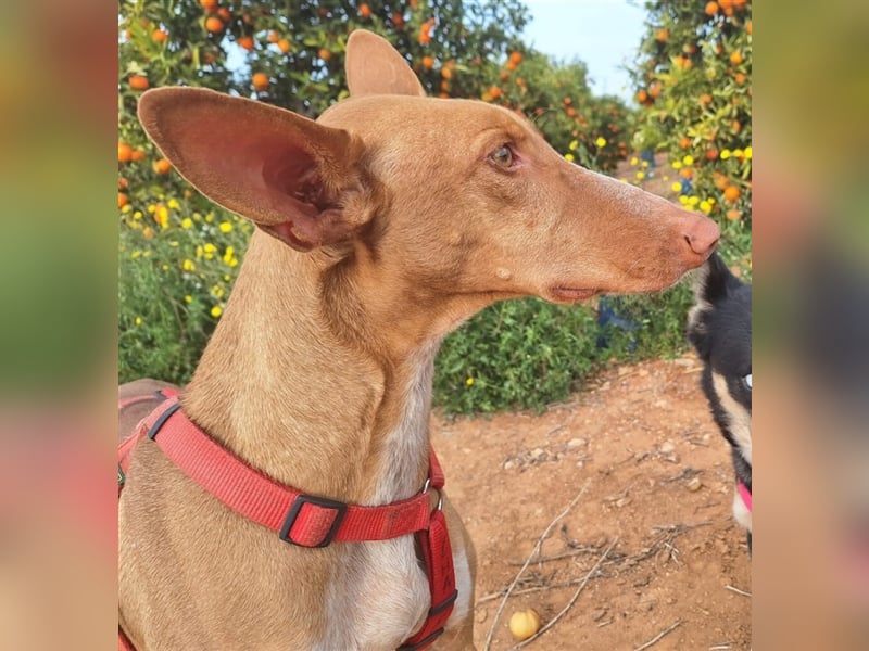CHASIS, Freigeist sucht Podenco-Liebhaber...