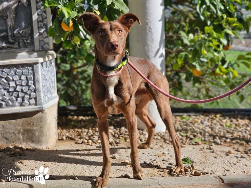 Kael ist fröhlich und verschmust, braucht aber Zeit und Geduld