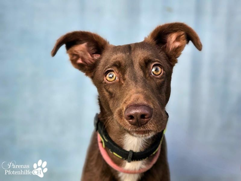 Kael ist fröhlich und verschmust, braucht aber Zeit und Geduld