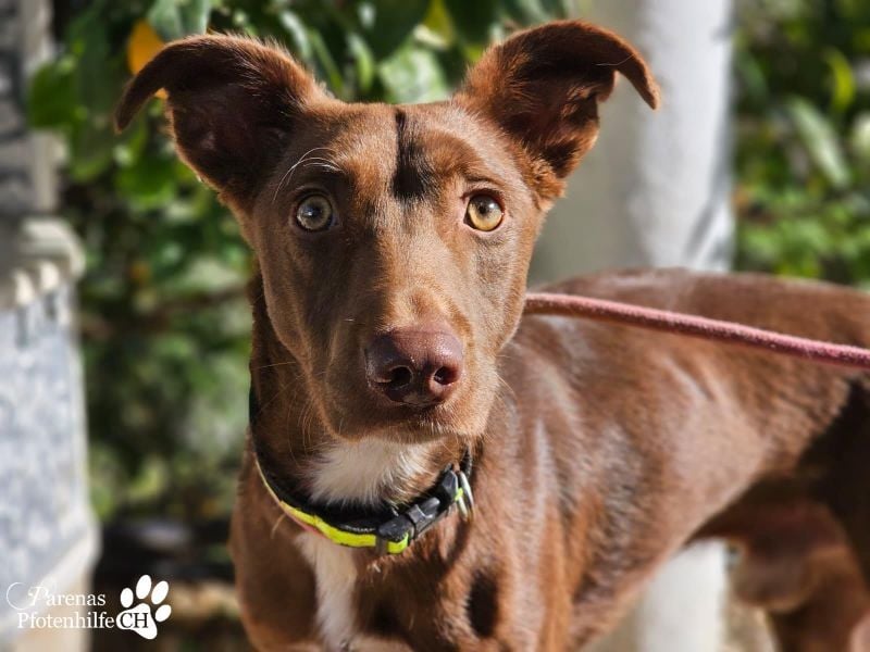 Kael ist fröhlich und verschmust, braucht aber Zeit und Geduld