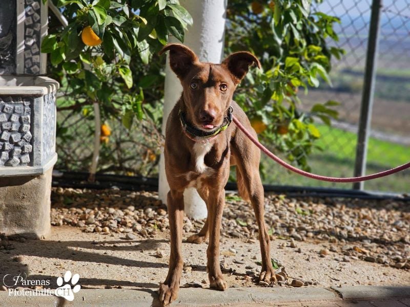 Kael ist fröhlich und verschmust, braucht aber Zeit und Geduld