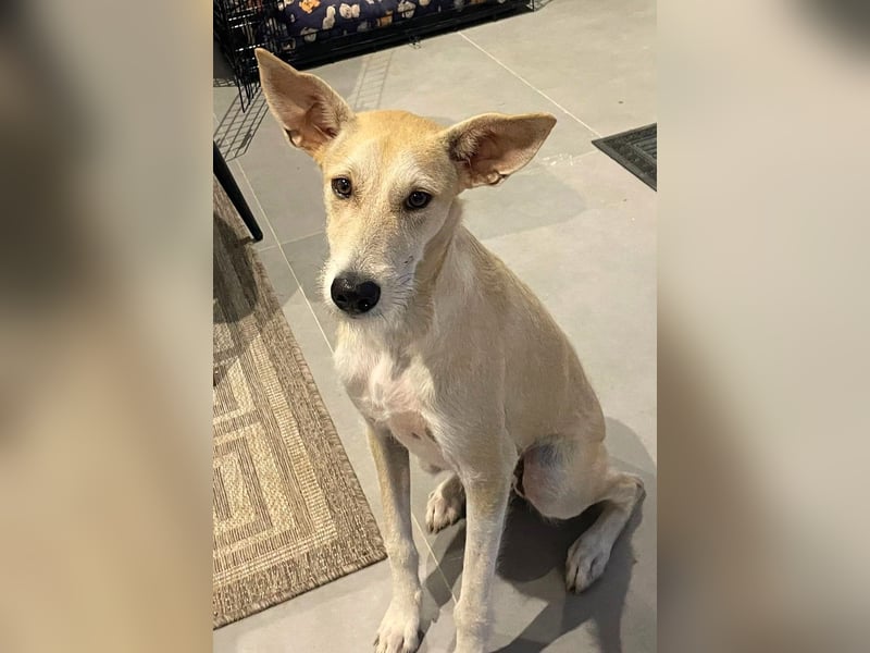 Ronya wünscht sich ein Für-Immer-Zuhause