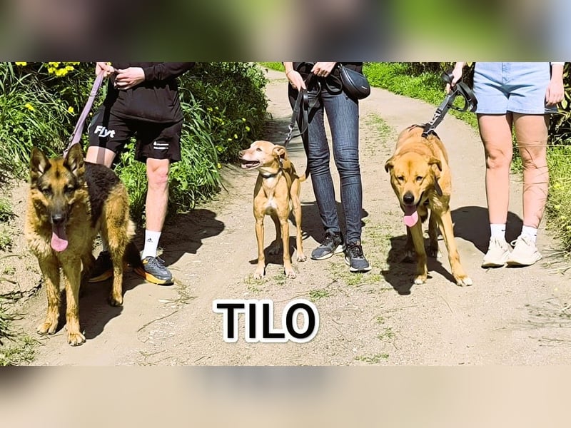 Goldschatz TILO möchte geliebt werden