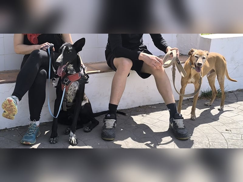 Goldschatz TILO möchte geliebt werden