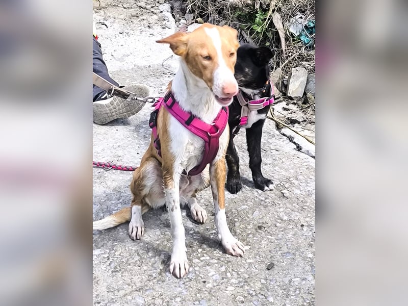 CHESTER - ein Hund zum Verlieben sucht seine Familie