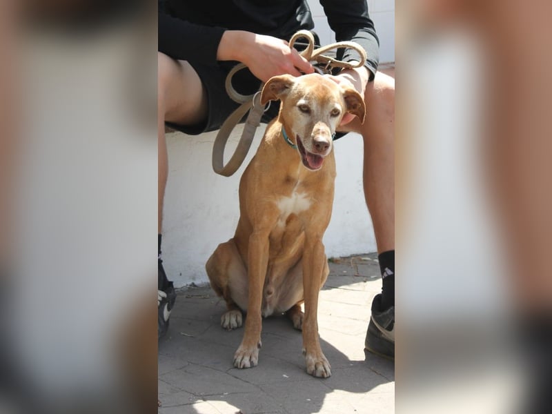 Goldschatz TILO möchte geliebt werden